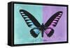 Miss Butterfly Brookiana Profil - Turquoise & Mauve-Philippe Hugonnard-Framed Stretched Canvas