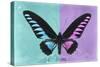 Miss Butterfly Brookiana Profil - Turquoise & Mauve-Philippe Hugonnard-Stretched Canvas