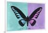 Miss Butterfly Brookiana Profil - Turquoise & Mauve-Philippe Hugonnard-Framed Photographic Print