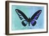 Miss Butterfly Brookiana Profil - Turquoise & Skyblue-Philippe Hugonnard-Framed Photographic Print
