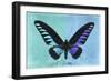 Miss Butterfly Brookiana Profil - Turquoise & Skyblue-Philippe Hugonnard-Framed Photographic Print