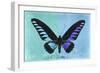 Miss Butterfly Brookiana Profil - Turquoise & Skyblue-Philippe Hugonnard-Framed Photographic Print