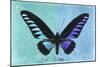 Miss Butterfly Brookiana Profil - Turquoise & Skyblue-Philippe Hugonnard-Mounted Photographic Print