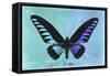 Miss Butterfly Brookiana Profil - Turquoise & Skyblue-Philippe Hugonnard-Framed Stretched Canvas