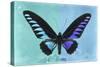 Miss Butterfly Brookiana Profil - Turquoise & Skyblue-Philippe Hugonnard-Stretched Canvas