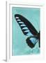 Miss Butterfly Brookiana Profil - Turquoise-Philippe Hugonnard-Framed Photographic Print