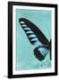 Miss Butterfly Brookiana Profil - Turquoise-Philippe Hugonnard-Framed Photographic Print