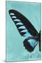 Miss Butterfly Brookiana Profil - Turquoise-Philippe Hugonnard-Mounted Photographic Print