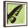 Miss Butterfly Brookiana Sq - Lime Green-Philippe Hugonnard-Framed Photographic Print