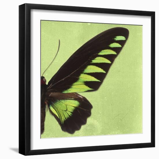 Miss Butterfly Brookiana Sq - Lime Green-Philippe Hugonnard-Framed Photographic Print