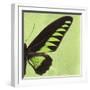 Miss Butterfly Brookiana Sq - Lime Green-Philippe Hugonnard-Framed Photographic Print