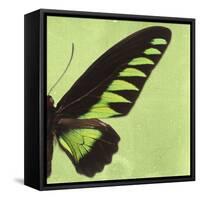 Miss Butterfly Brookiana Sq - Lime Green-Philippe Hugonnard-Framed Stretched Canvas