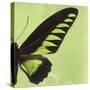 Miss Butterfly Brookiana Sq - Lime Green-Philippe Hugonnard-Stretched Canvas