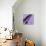 Miss Butterfly Brookiana Sq - Mauve-Philippe Hugonnard-Photographic Print displayed on a wall