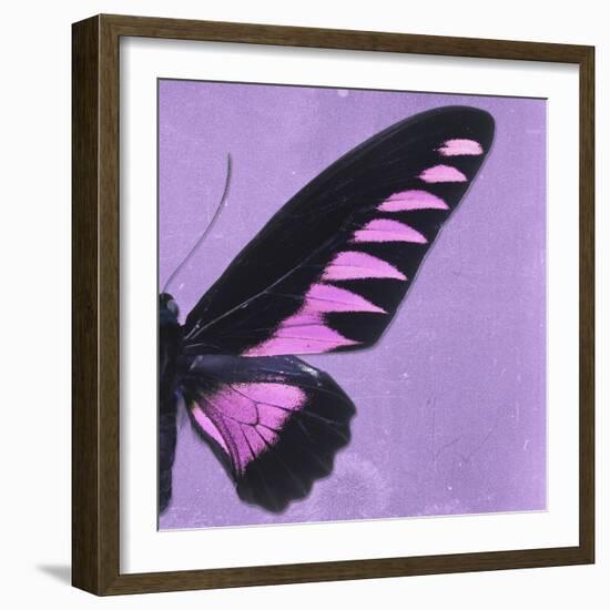 Miss Butterfly Brookiana Sq - Mauve-Philippe Hugonnard-Framed Photographic Print