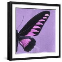Miss Butterfly Brookiana Sq - Mauve-Philippe Hugonnard-Framed Photographic Print