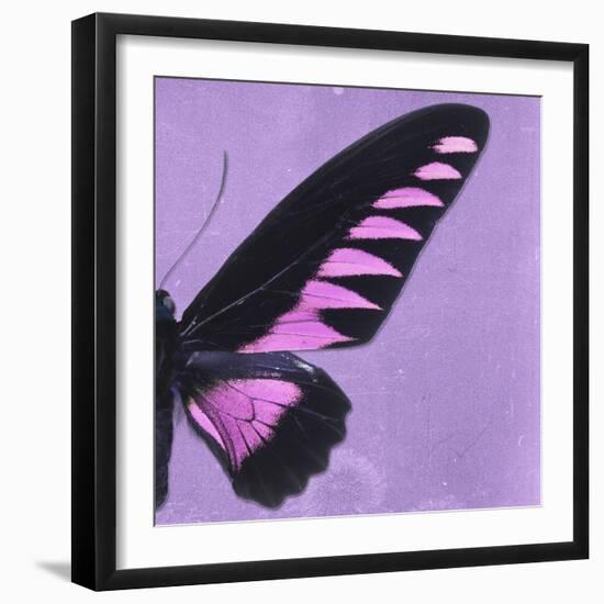 Miss Butterfly Brookiana Sq - Mauve-Philippe Hugonnard-Framed Photographic Print