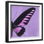 Miss Butterfly Brookiana Sq - Mauve-Philippe Hugonnard-Framed Photographic Print