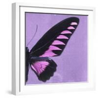 Miss Butterfly Brookiana Sq - Mauve-Philippe Hugonnard-Framed Photographic Print