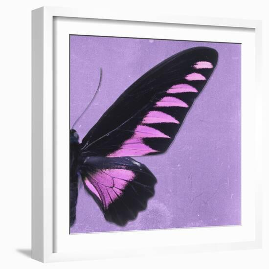 Miss Butterfly Brookiana Sq - Mauve-Philippe Hugonnard-Framed Photographic Print