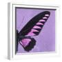 Miss Butterfly Brookiana Sq - Mauve-Philippe Hugonnard-Framed Photographic Print