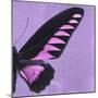 Miss Butterfly Brookiana Sq - Mauve-Philippe Hugonnard-Mounted Photographic Print