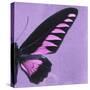Miss Butterfly Brookiana Sq - Mauve-Philippe Hugonnard-Stretched Canvas
