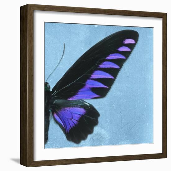 Miss Butterfly Brookiana Sq - Skyblue-Philippe Hugonnard-Framed Photographic Print