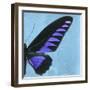 Miss Butterfly Brookiana Sq - Skyblue-Philippe Hugonnard-Framed Photographic Print