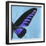 Miss Butterfly Brookiana Sq - Skyblue-Philippe Hugonnard-Framed Photographic Print