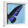 Miss Butterfly Brookiana Sq - Skyblue-Philippe Hugonnard-Framed Photographic Print