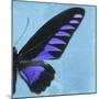 Miss Butterfly Brookiana Sq - Skyblue-Philippe Hugonnard-Mounted Photographic Print