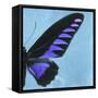 Miss Butterfly Brookiana Sq - Skyblue-Philippe Hugonnard-Framed Stretched Canvas