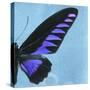 Miss Butterfly Brookiana Sq - Skyblue-Philippe Hugonnard-Stretched Canvas