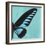 Miss Butterfly Brookiana Sq - Turquoise-Philippe Hugonnard-Framed Photographic Print