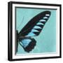 Miss Butterfly Brookiana Sq - Turquoise-Philippe Hugonnard-Framed Photographic Print