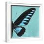 Miss Butterfly Brookiana Sq - Turquoise-Philippe Hugonnard-Framed Photographic Print