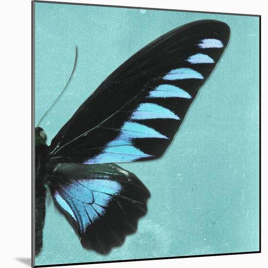 Miss Butterfly Brookiana Sq - Turquoise-Philippe Hugonnard-Mounted Photographic Print
