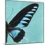 Miss Butterfly Brookiana Sq - Turquoise-Philippe Hugonnard-Mounted Photographic Print