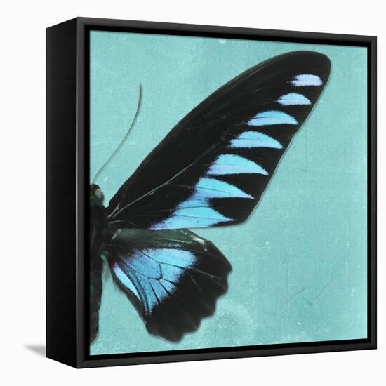 Miss Butterfly Brookiana Sq - Turquoise-Philippe Hugonnard-Framed Stretched Canvas