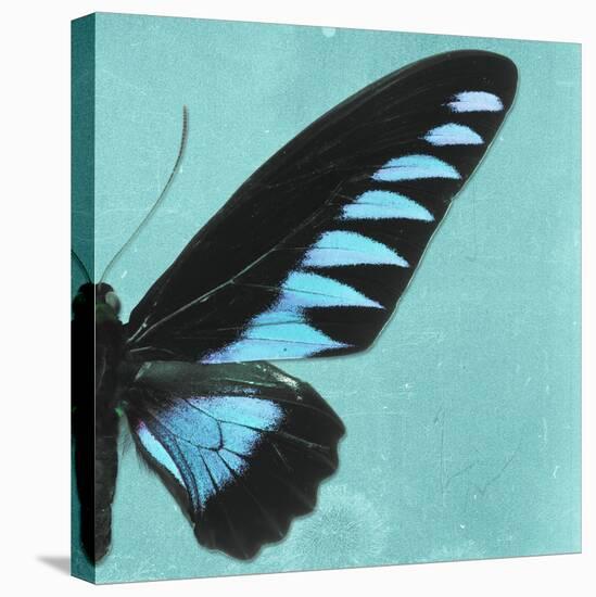 Miss Butterfly Brookiana Sq - Turquoise-Philippe Hugonnard-Stretched Canvas