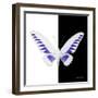 Miss Butterfly Brookiana Sq - X-Ray B&W Edition-Philippe Hugonnard-Framed Photographic Print