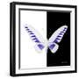 Miss Butterfly Brookiana Sq - X-Ray B&W Edition-Philippe Hugonnard-Framed Photographic Print