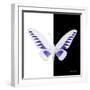 Miss Butterfly Brookiana Sq - X-Ray B&W Edition-Philippe Hugonnard-Framed Photographic Print