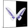 Miss Butterfly Brookiana Sq - X-Ray B&W Edition-Philippe Hugonnard-Mounted Photographic Print