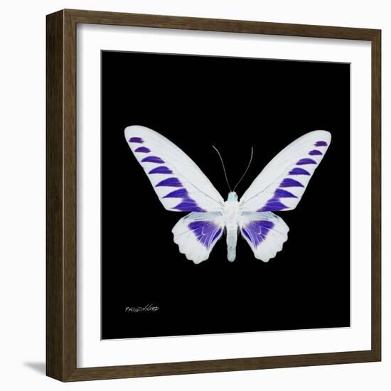 Miss Butterfly Brookiana Sq - X-Ray Black Edition-Philippe Hugonnard-Framed Photographic Print