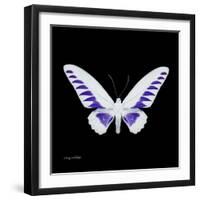 Miss Butterfly Brookiana Sq - X-Ray Black Edition-Philippe Hugonnard-Framed Photographic Print