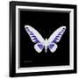 Miss Butterfly Brookiana Sq - X-Ray Black Edition-Philippe Hugonnard-Framed Photographic Print