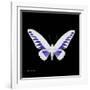 Miss Butterfly Brookiana Sq - X-Ray Black Edition-Philippe Hugonnard-Framed Photographic Print