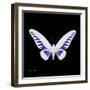 Miss Butterfly Brookiana Sq - X-Ray Black Edition-Philippe Hugonnard-Framed Photographic Print